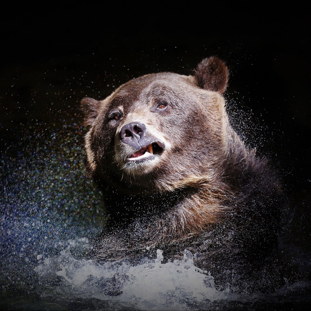 Большой бурый медведь стряхивает воду на черном фоне