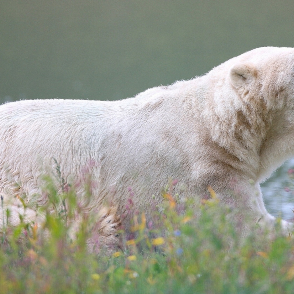 Большой белый медведь у воды 