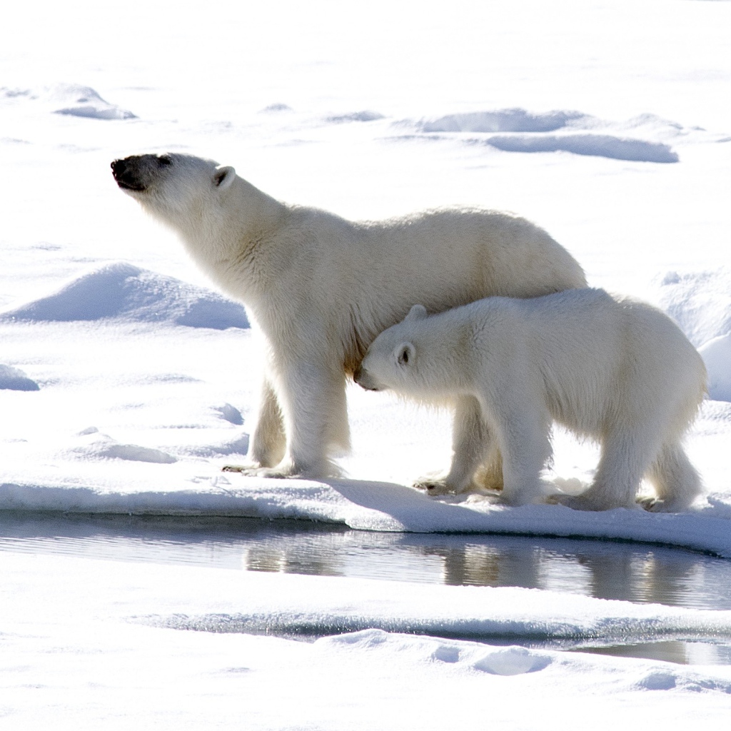 Большая белая медведица с маленьким медвежонком 