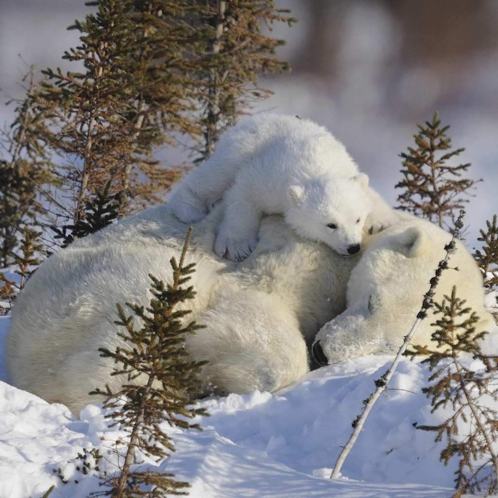 Маленький белый медвежонок с медведицей на снегу