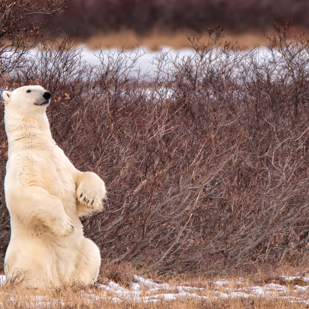 The polar bear sits on its hind legs