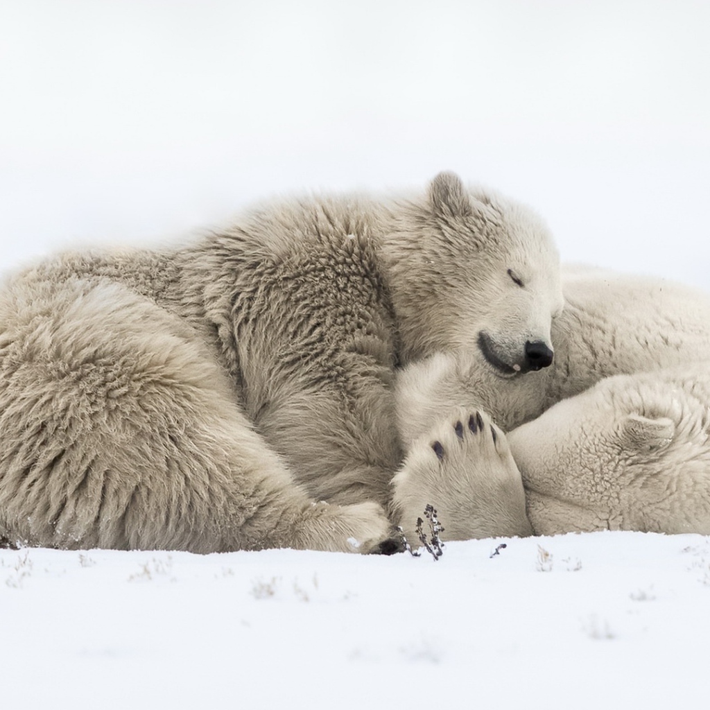 Два больших белых медведя спят на снегу 