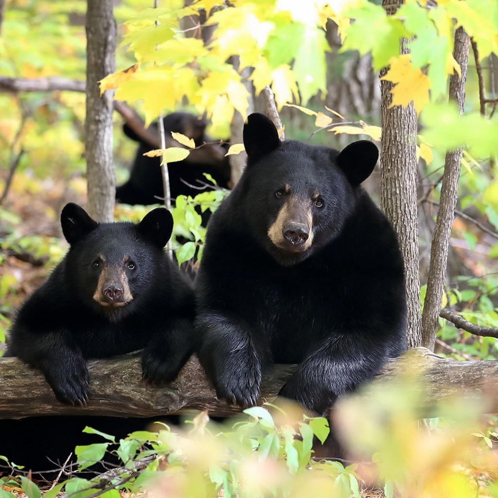 Два черных медведя в лесу