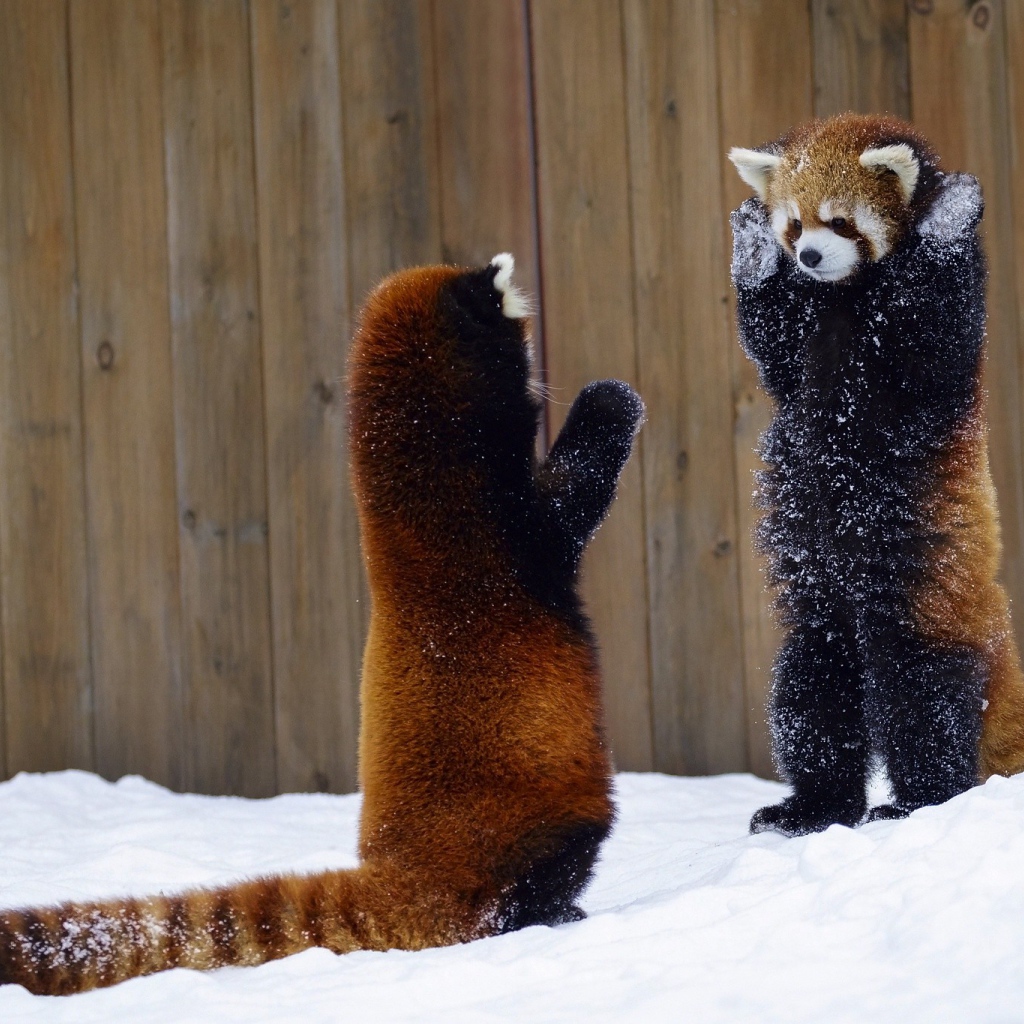 Две игривые малые панды на снегу 
