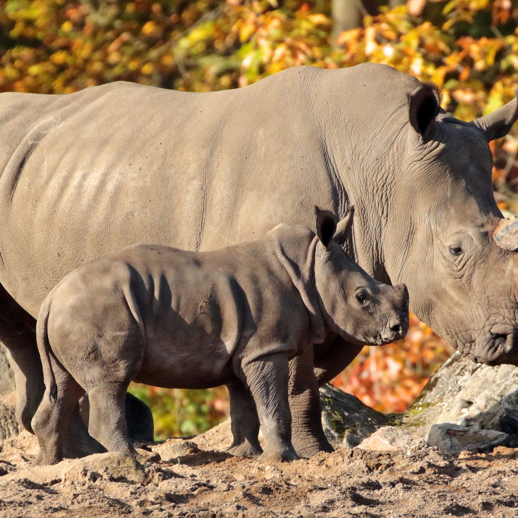 Большой носорог с маленьким детенышем