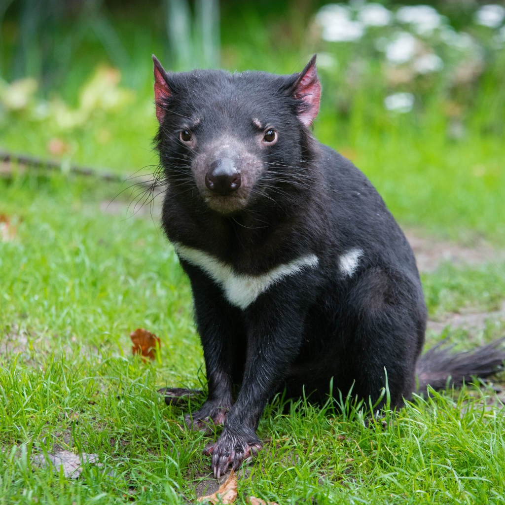 Тасманский дьявол сидит на зеленой траве