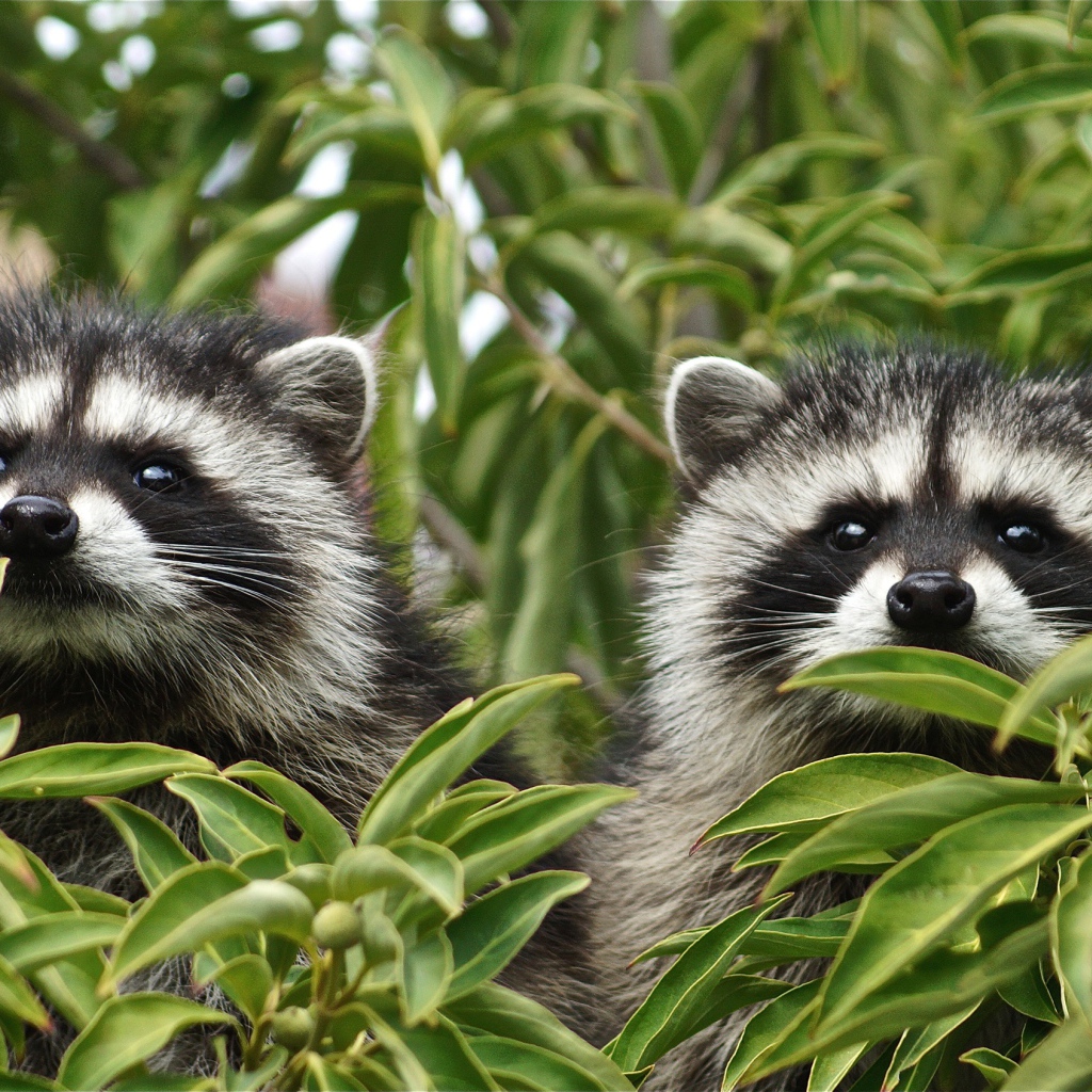 Два енота прячутся в зеленых листьях