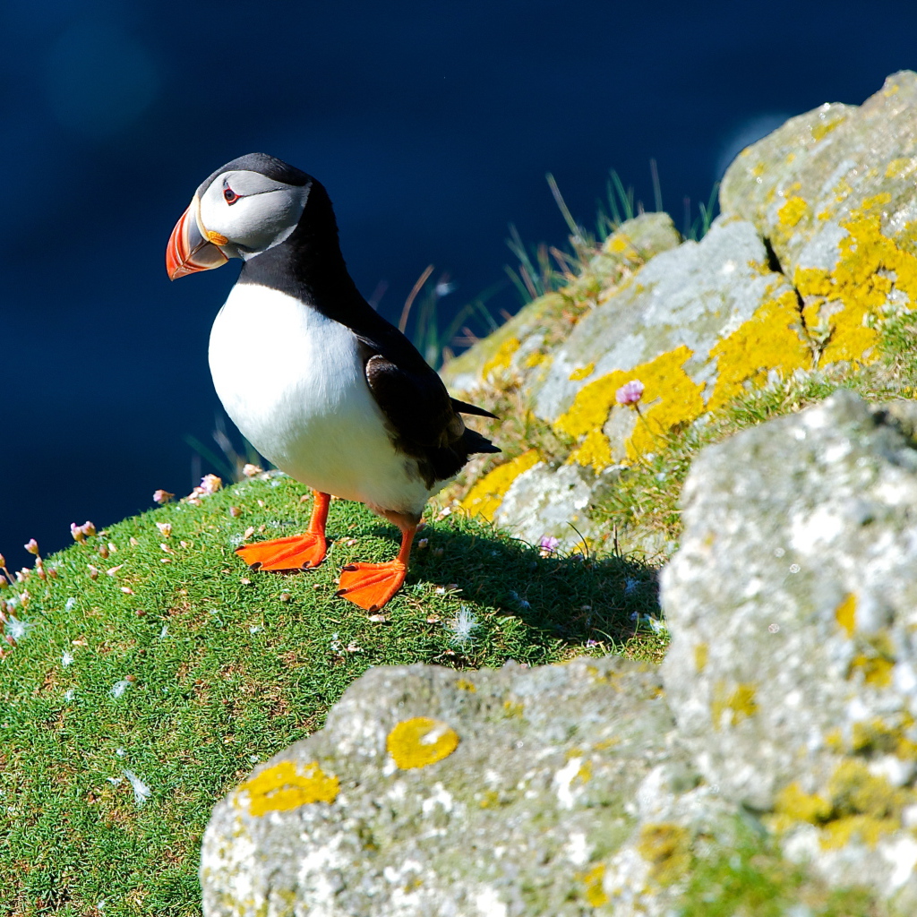 Маленькая птица тупик на скале 