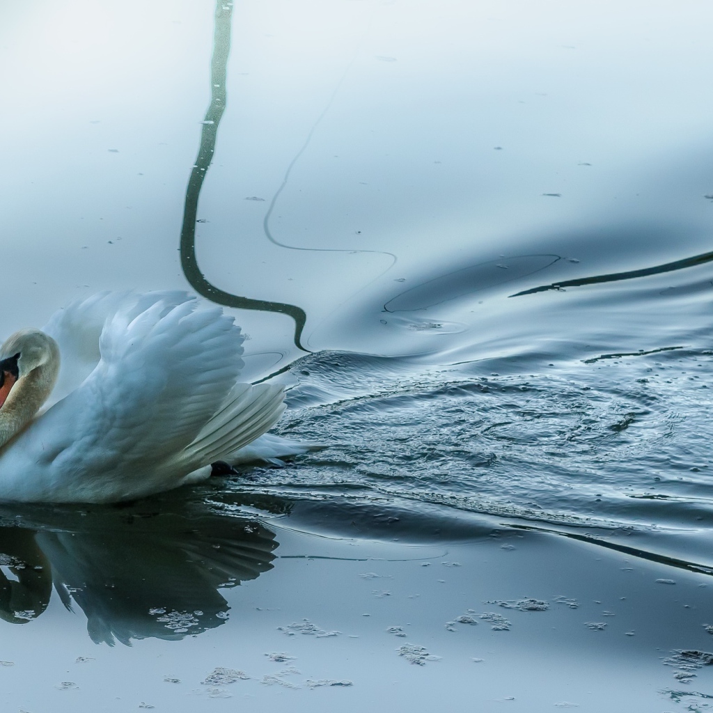 Красивый белый лебедь-шипун отражается в воде 