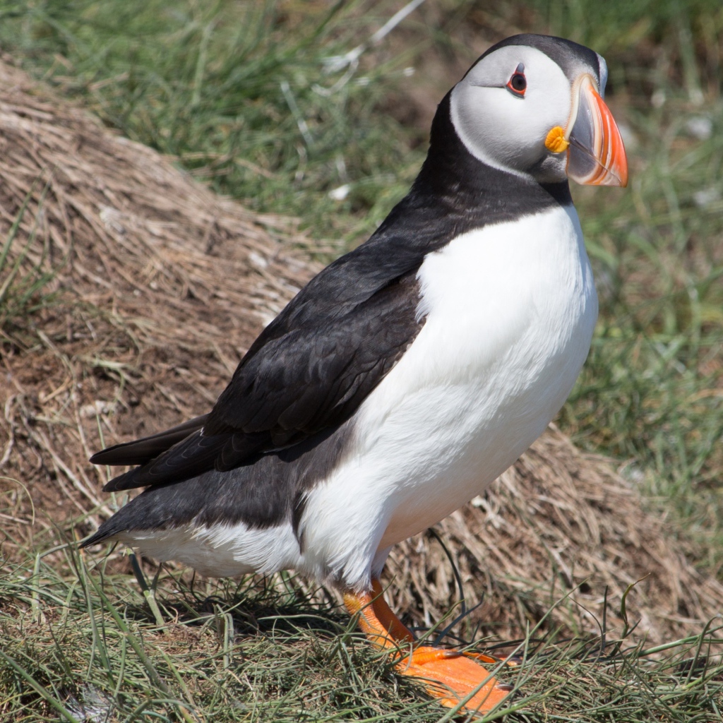 Забавная птица тупик 