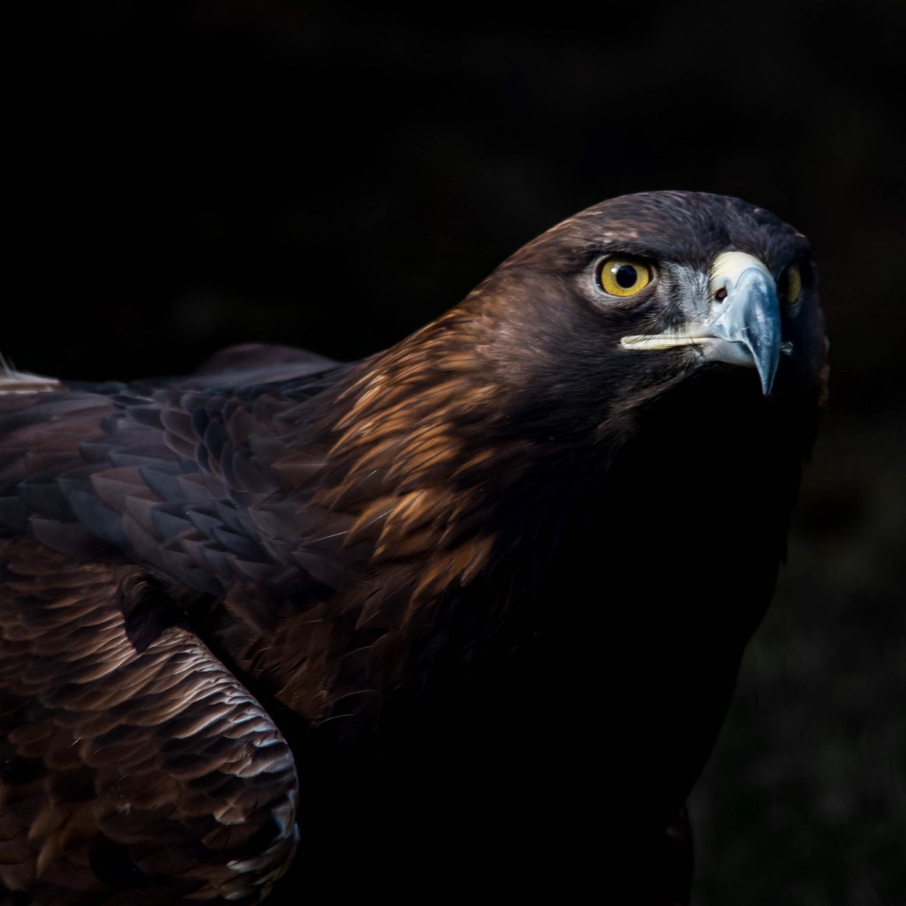 Большая хищная птица беркут 