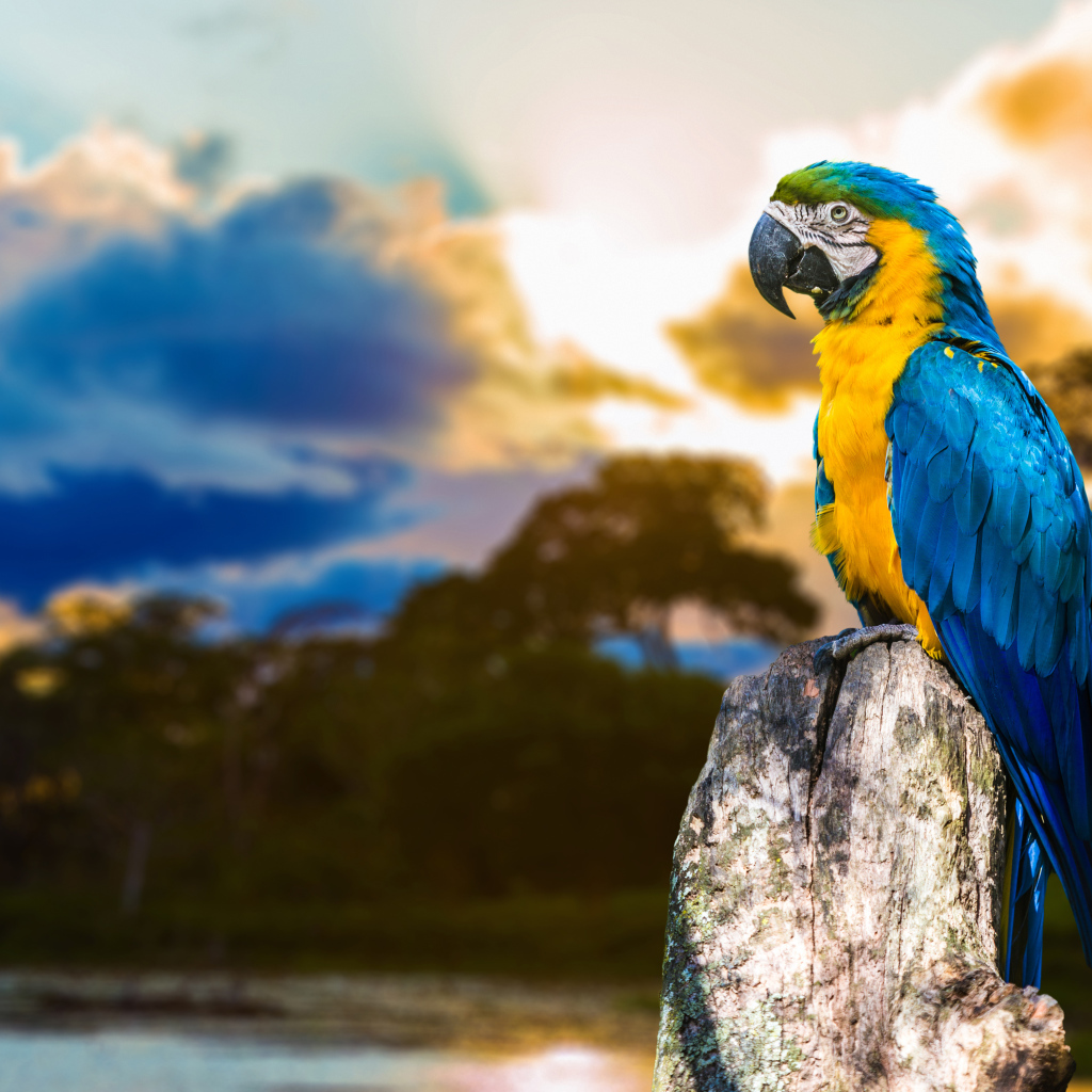 Большой сине - желтый  попугай ара сидит на  сухом дереве