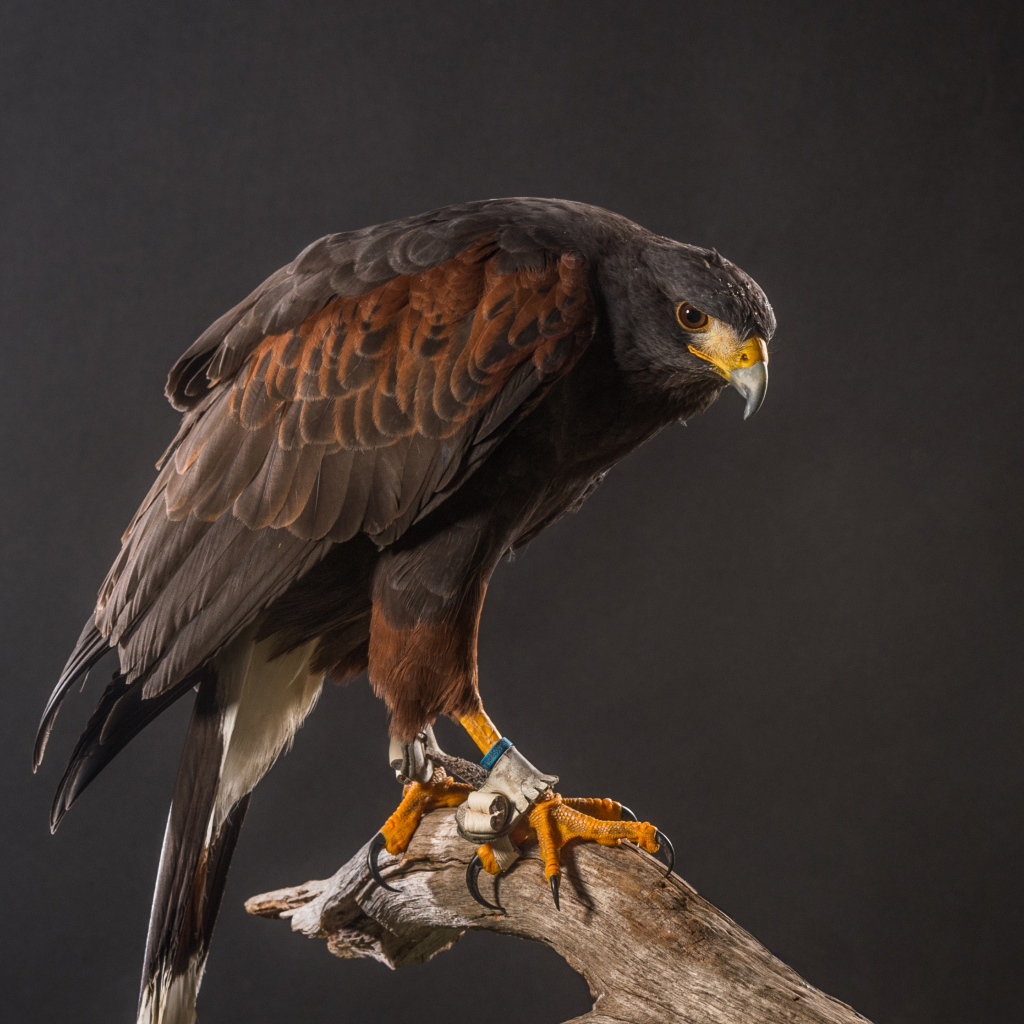 Большой хищный ястреб сидит на ветке