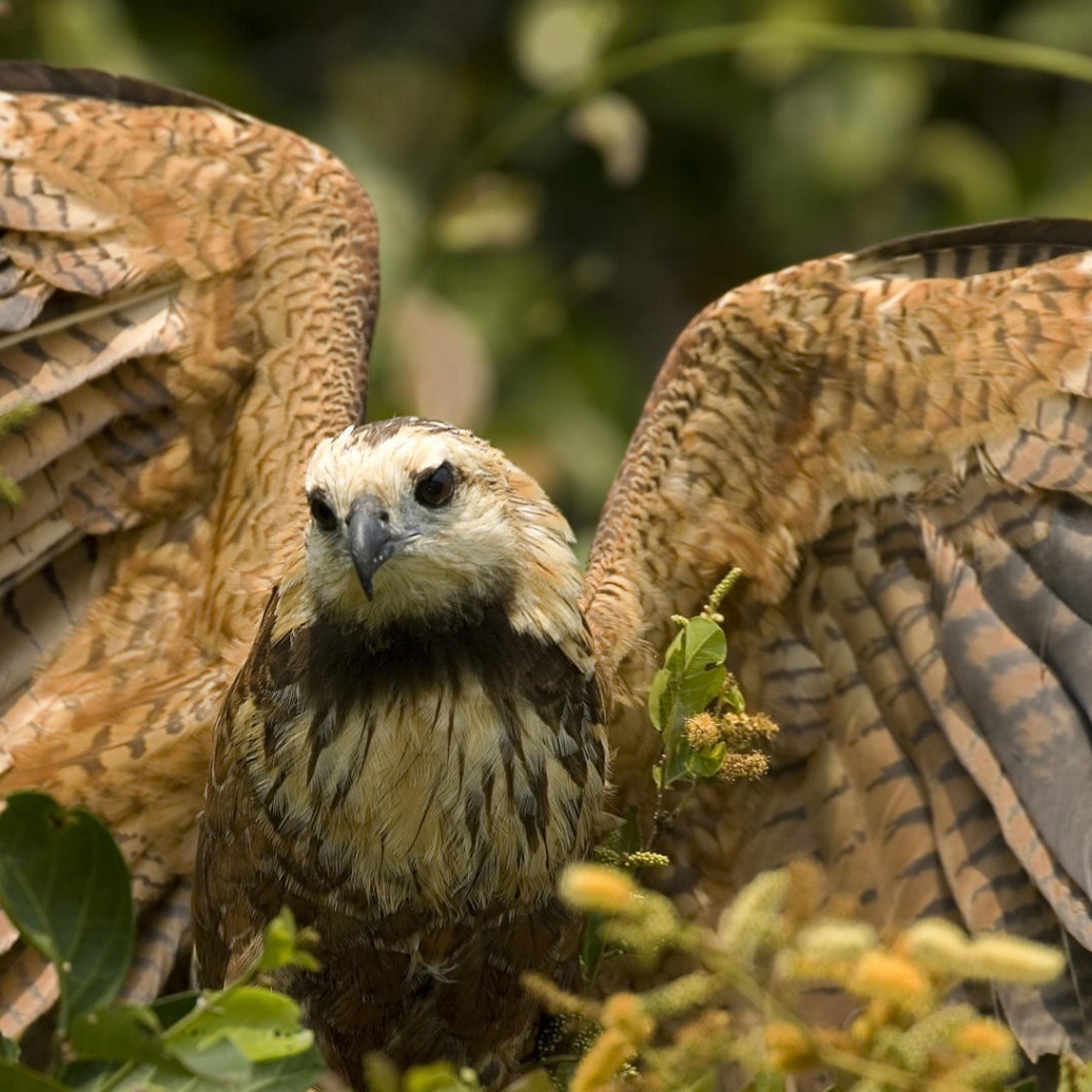 Большой хищный ястреб расправил крылья