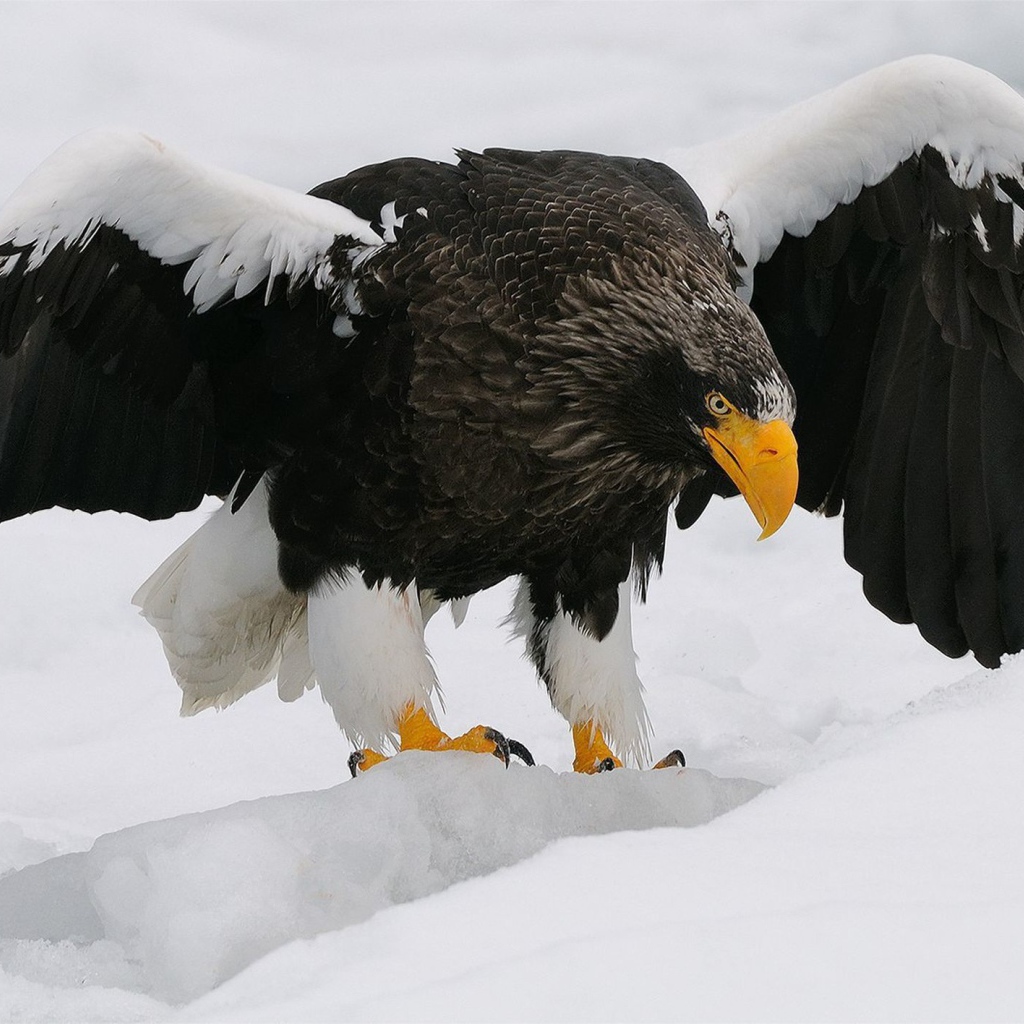 Большая птица орлан-белохвост вышел на зимнюю охоту