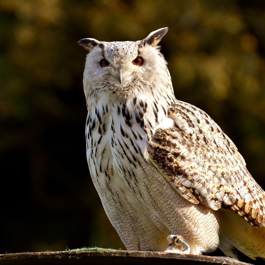 Большая белая сова сидит на ветке