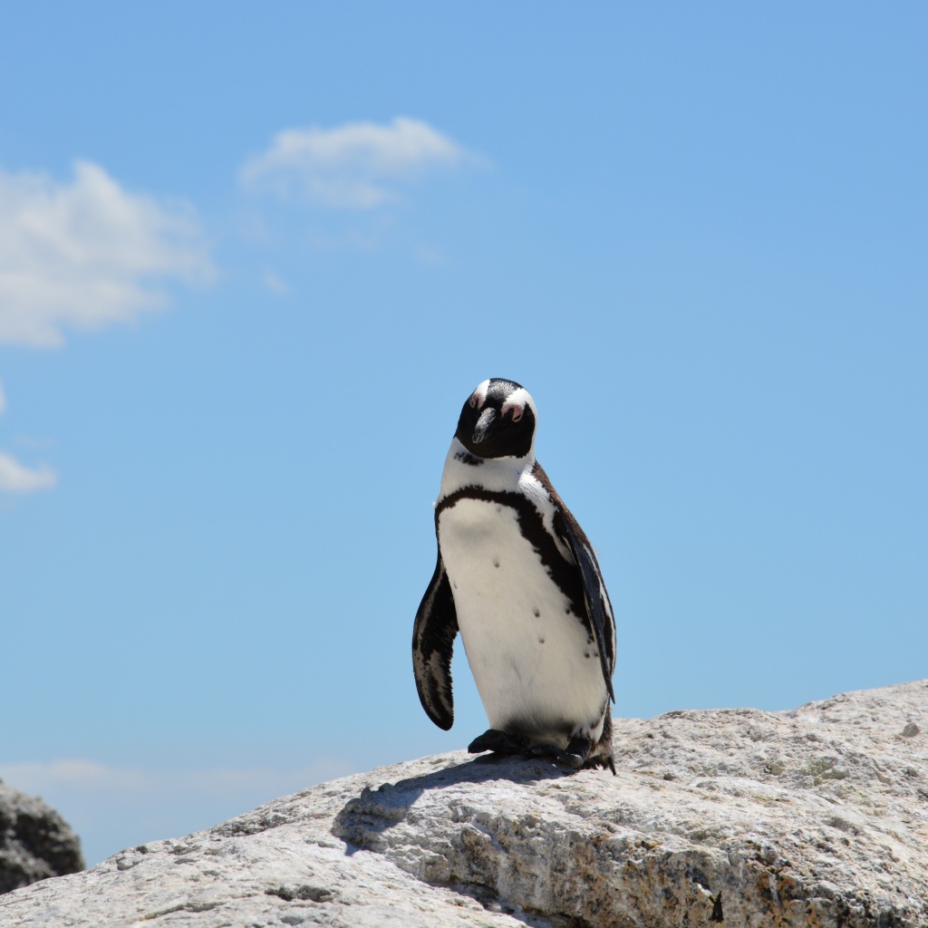 Одинокий пингвин стоит на камне