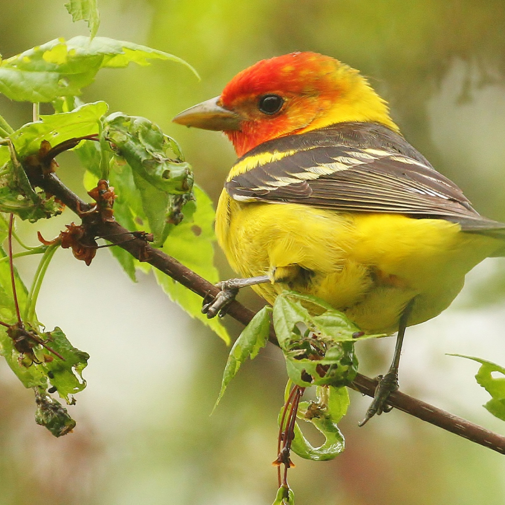 Птица красноголовая пиранга сидит на ветке 