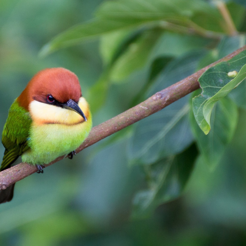 Маленькая птичка золотистая щурка сидит на ветке