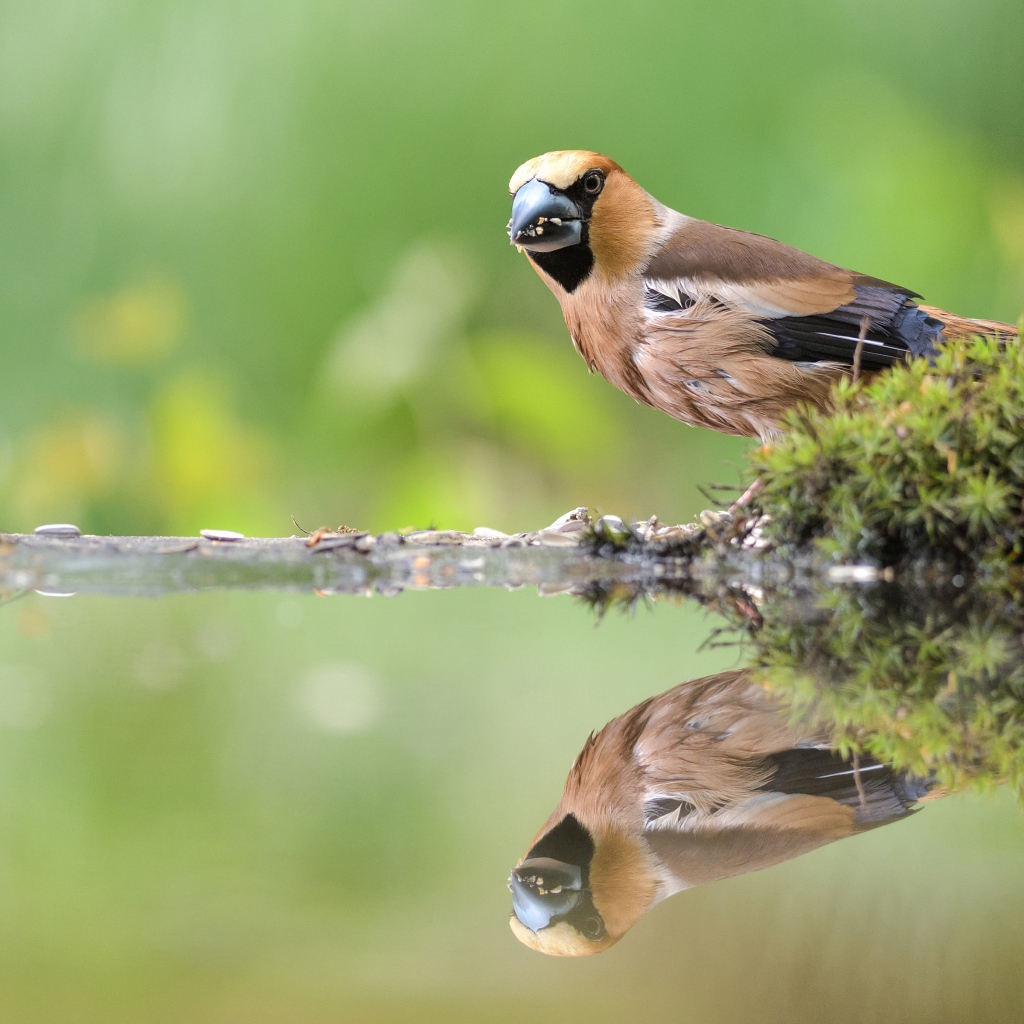 Маленькая птичка отражается в воде