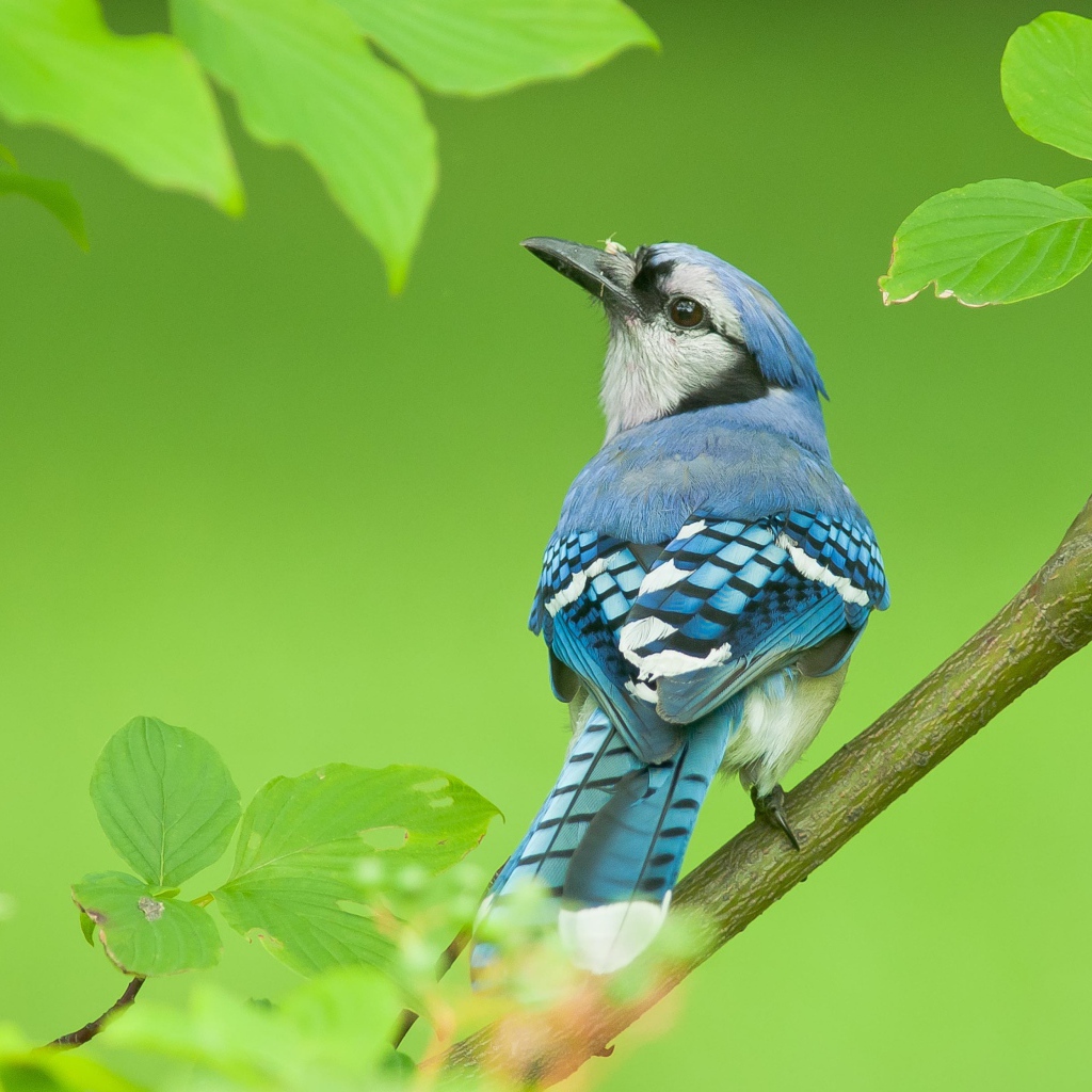 Маленькая голубая сойка сидит на ветке дерева