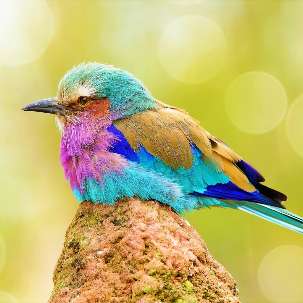 Маленькая разноцветная птичка сидит на камне