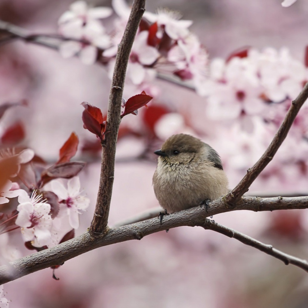 Маленький воробей на цветущей весенней ветке 
