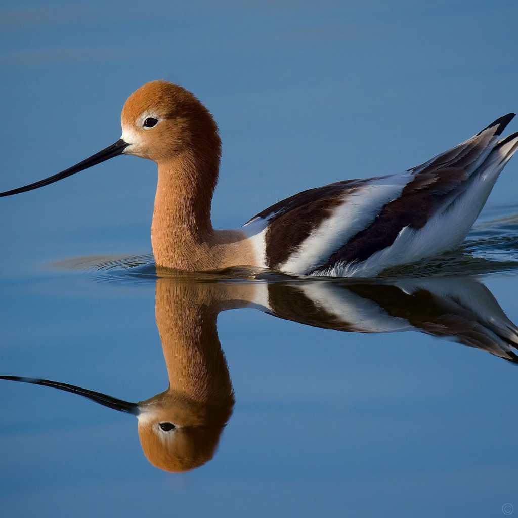 Красивая птица Американская шилоклювка отражается в воде 