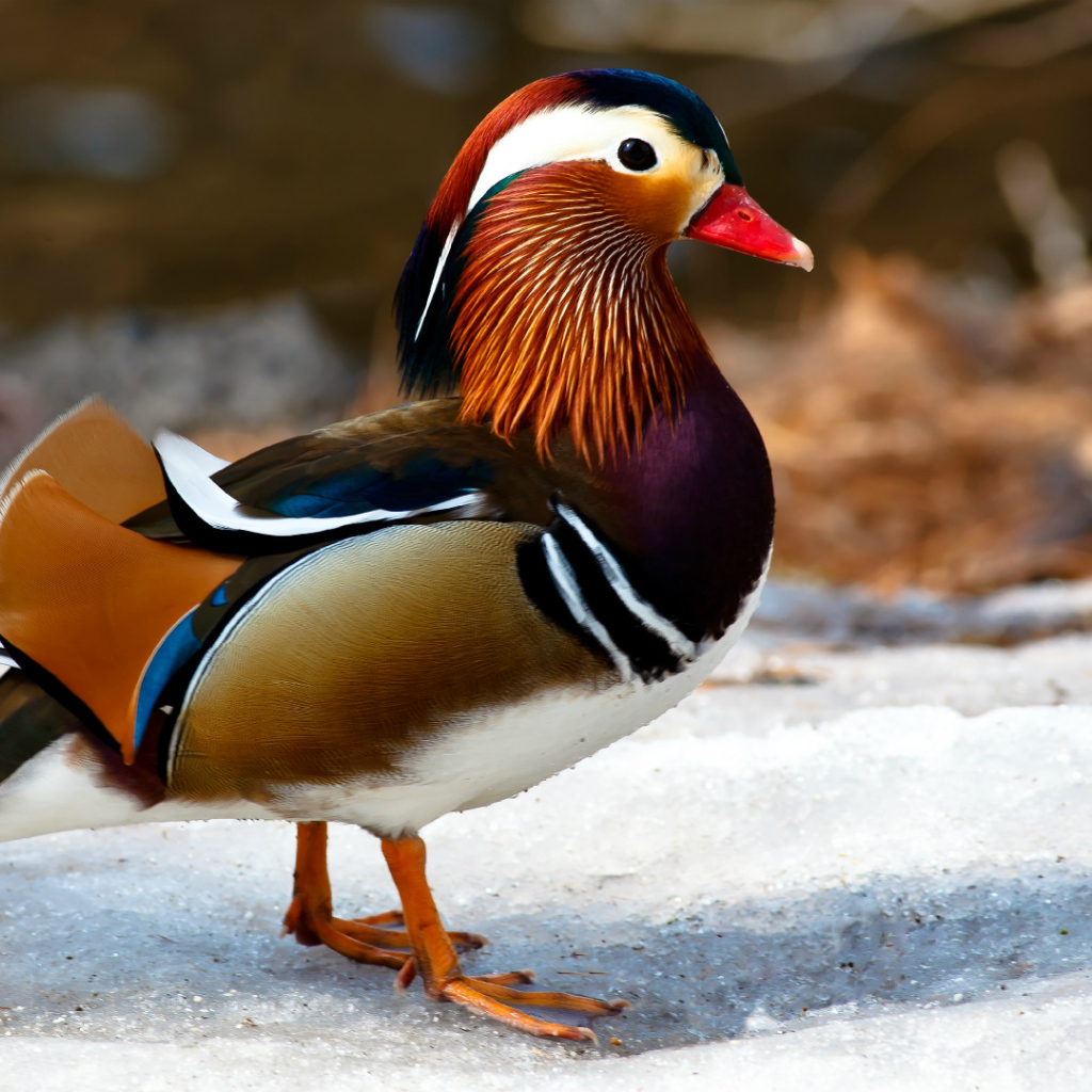 Красивая яркая утка мандаринка 