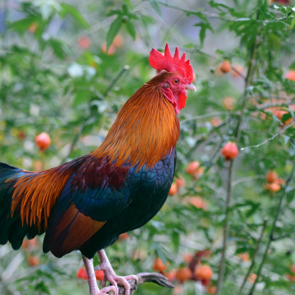 Красивый домашний петух на жердочке 