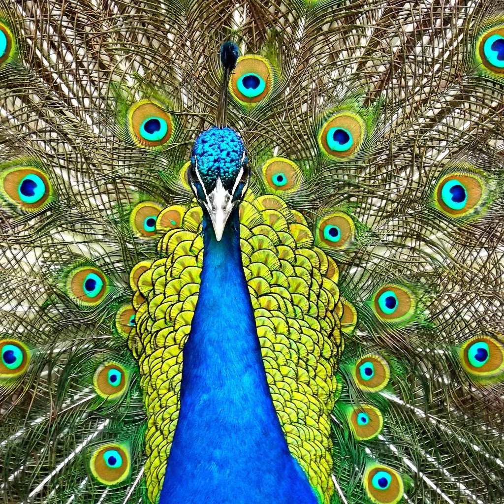 Красивый павлин распустил хвост  