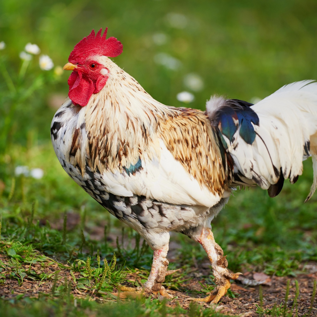Красивый породистый петух 