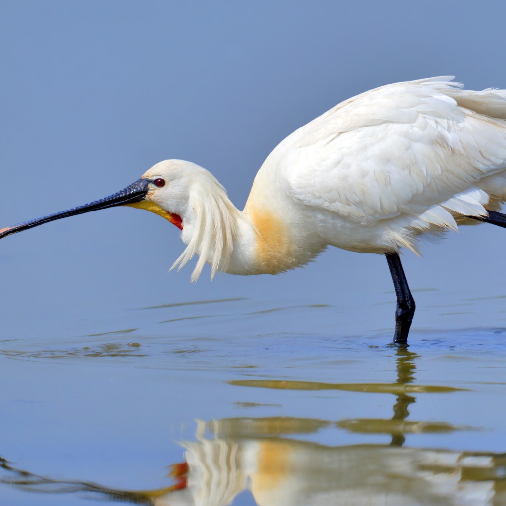 Красивая белая цапля стоит в воде