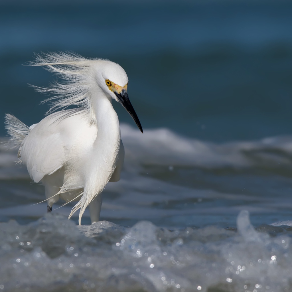 Красивая белая цапля с черным клювом в воде 