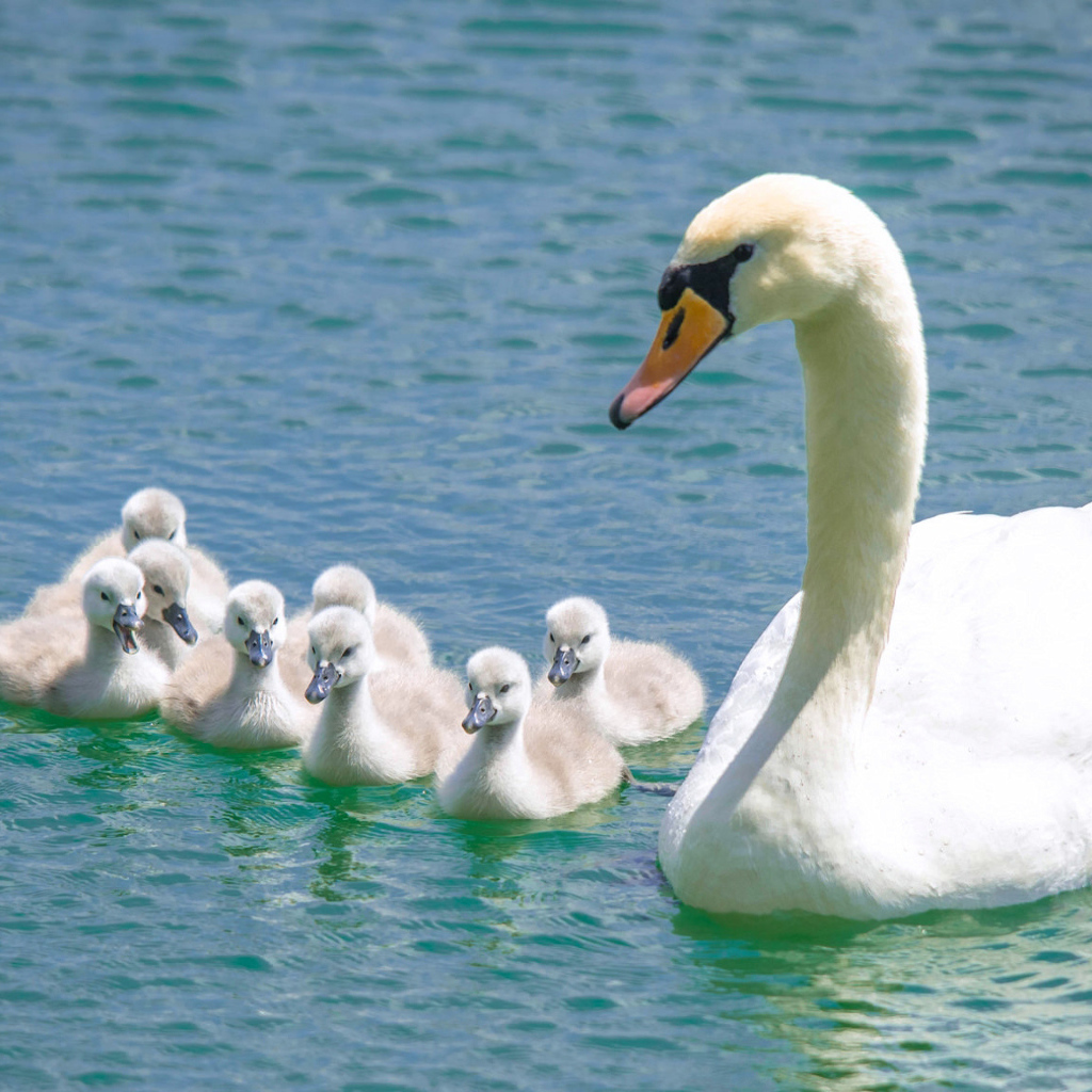 Красивый белый лебедь - шипун с птенцами в воде 