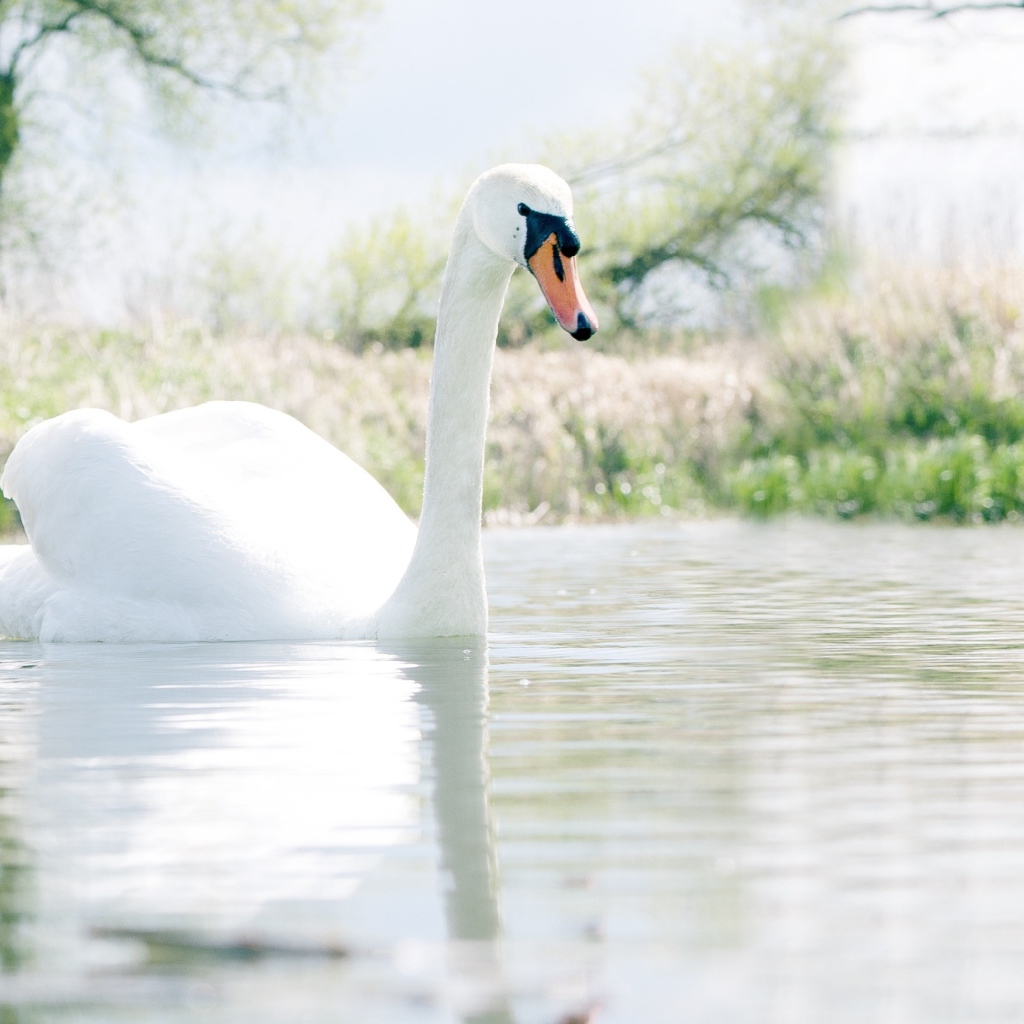 Красивый белый лебедь шипун на озере 