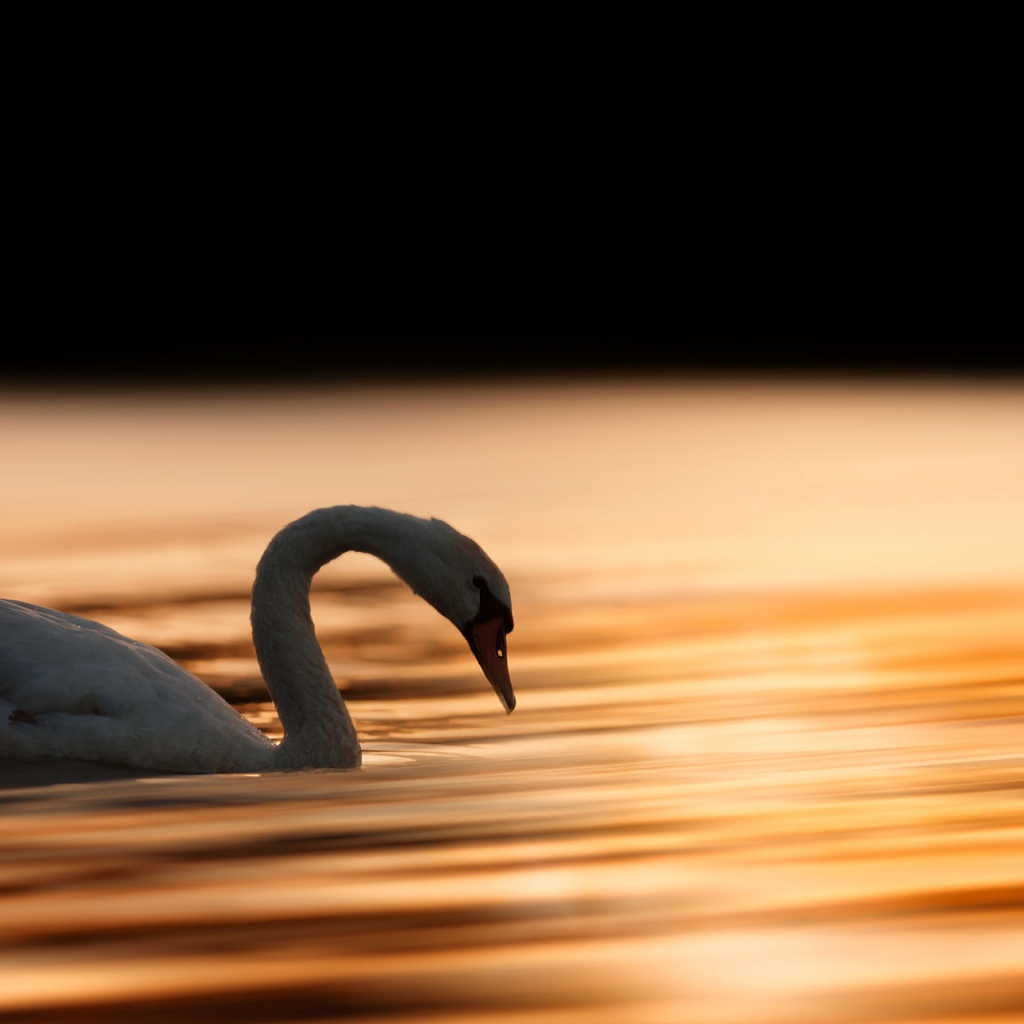 Красивый белый лебедь шипун плавает в воде