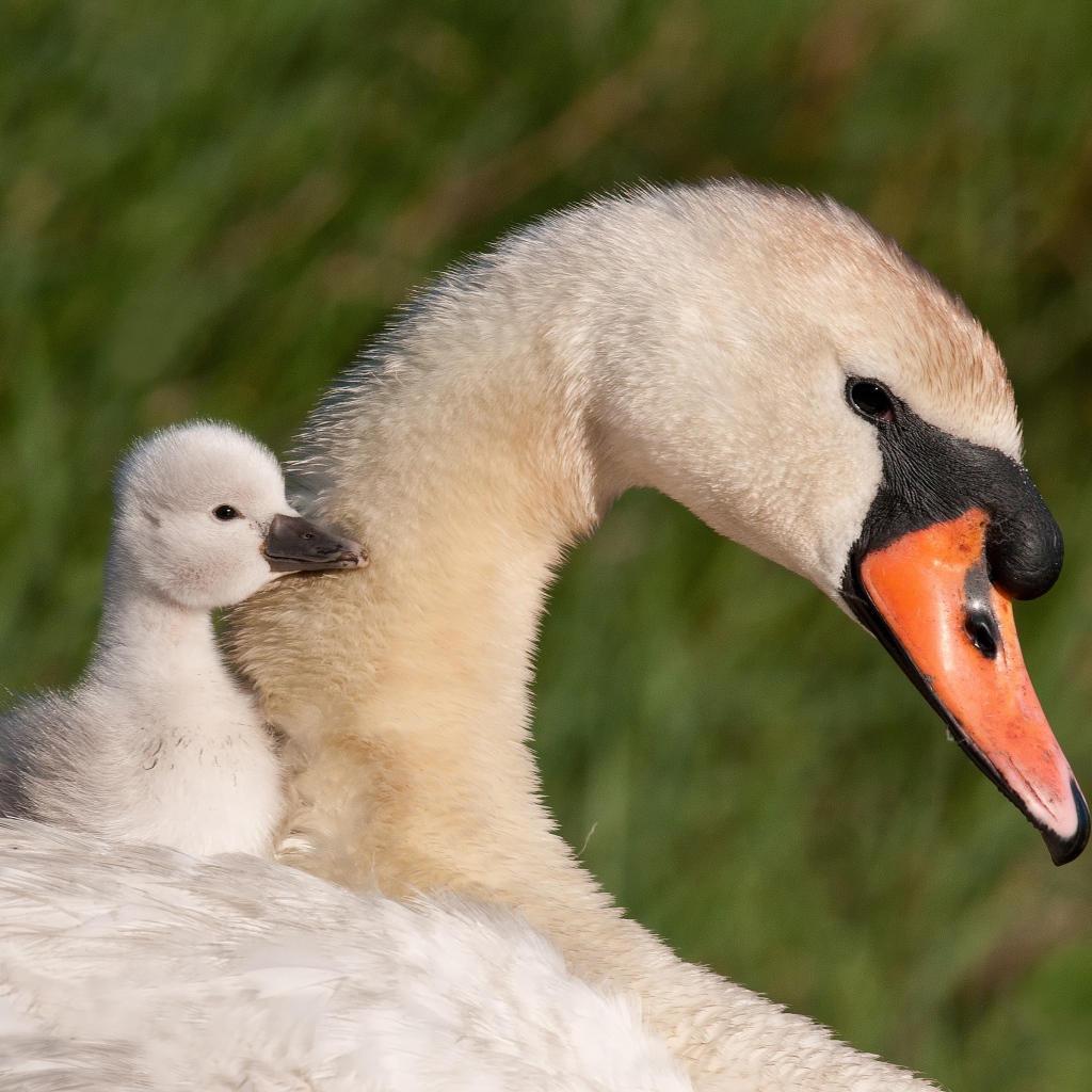 Красивые белый лебедь шипун с маленьким птенцом