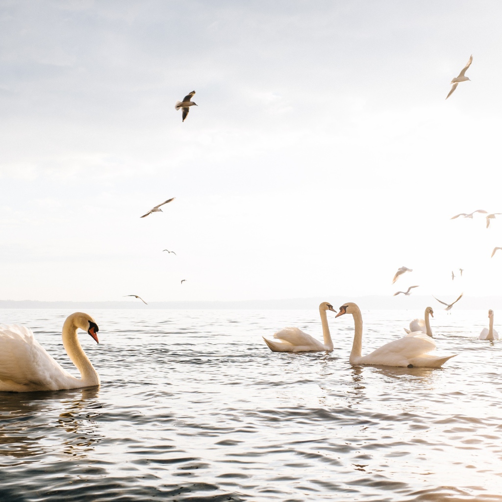 Красивые белые лебеди - шипуны плавают в озере