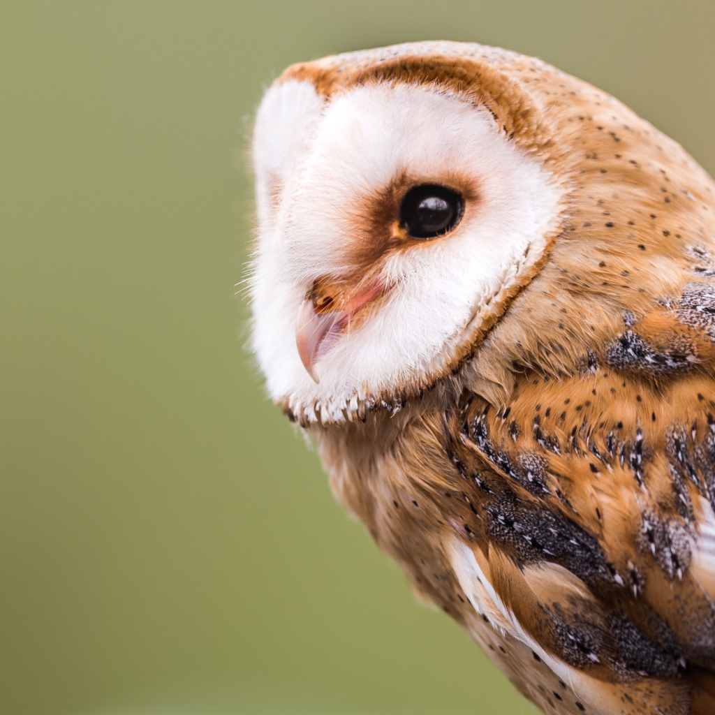 Большая красивая сова крупным планом