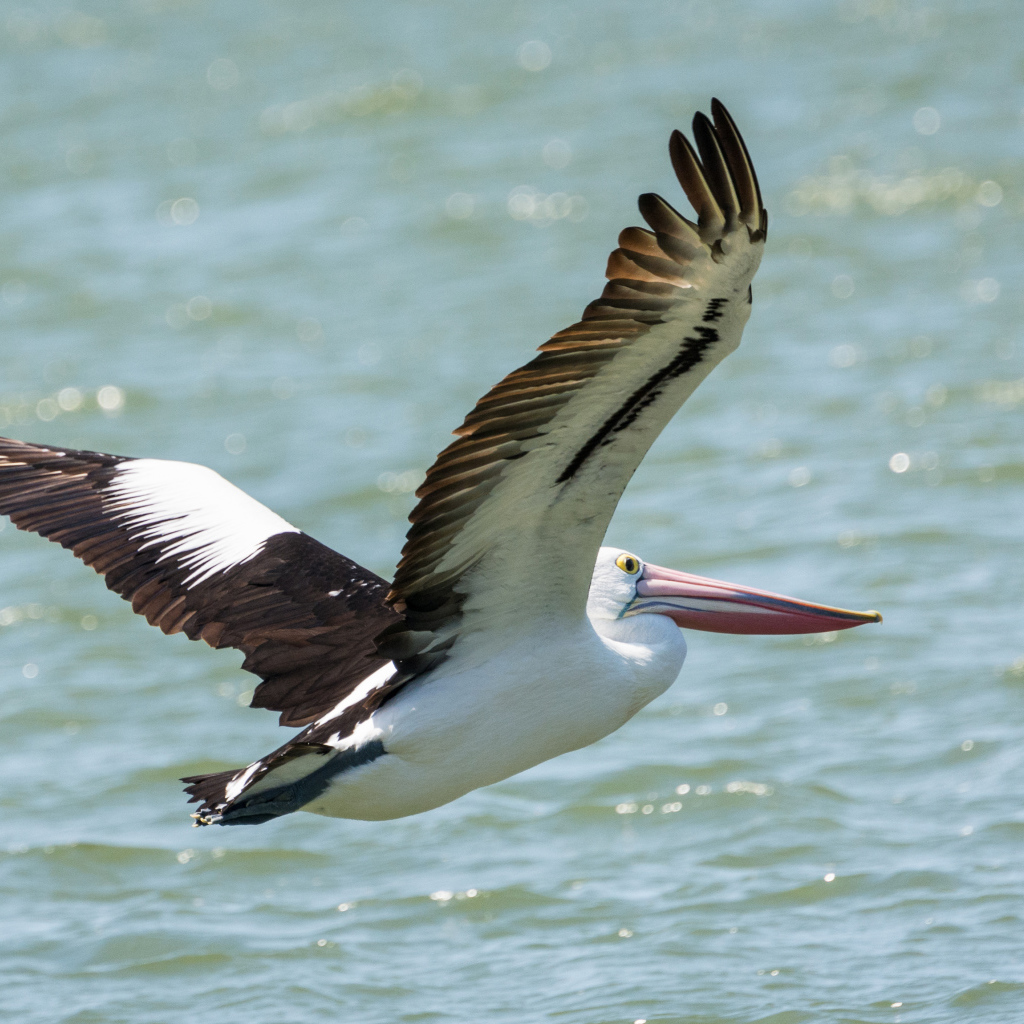Большая птица пеликан летит над водой