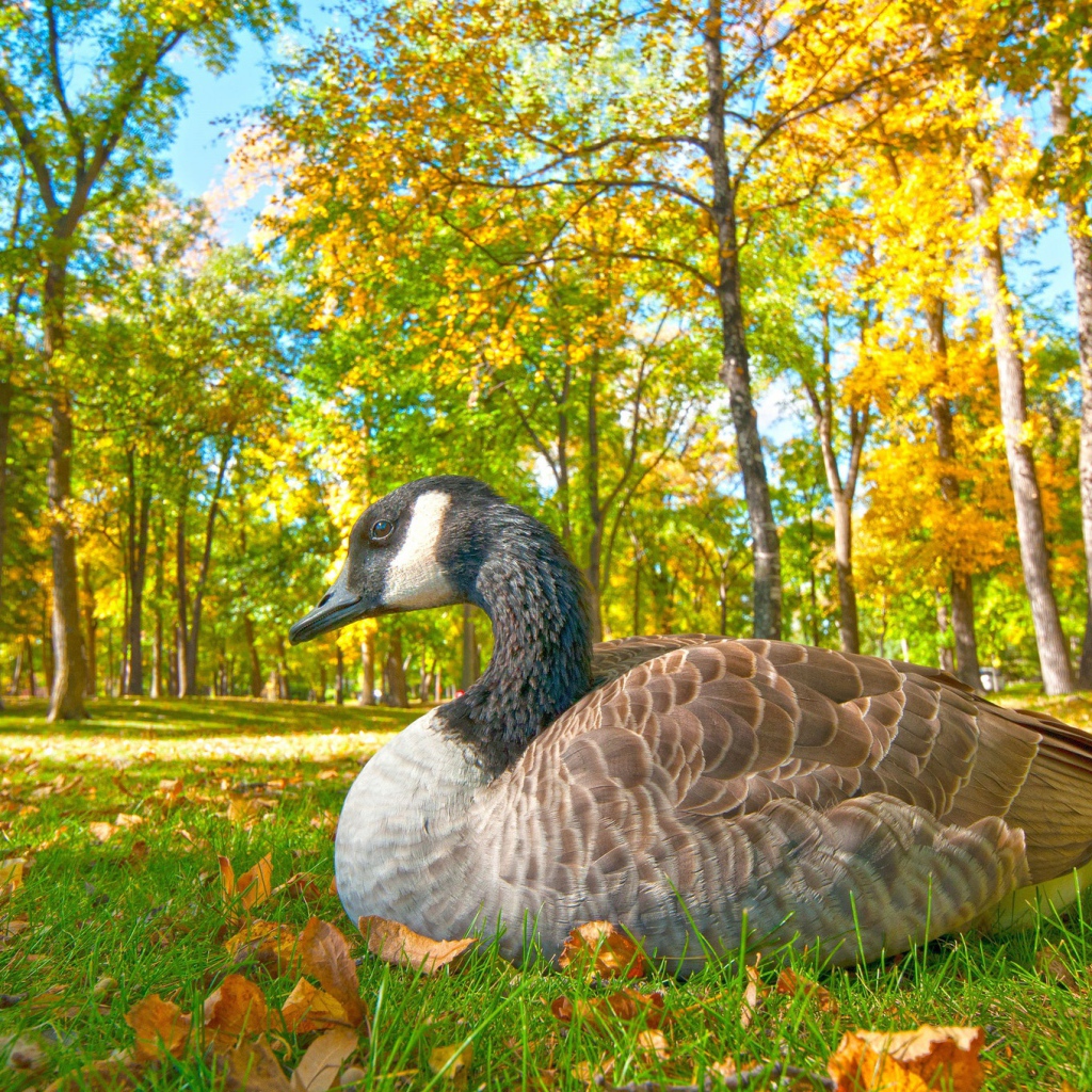Большой гусь сидит на траве в парке осенью