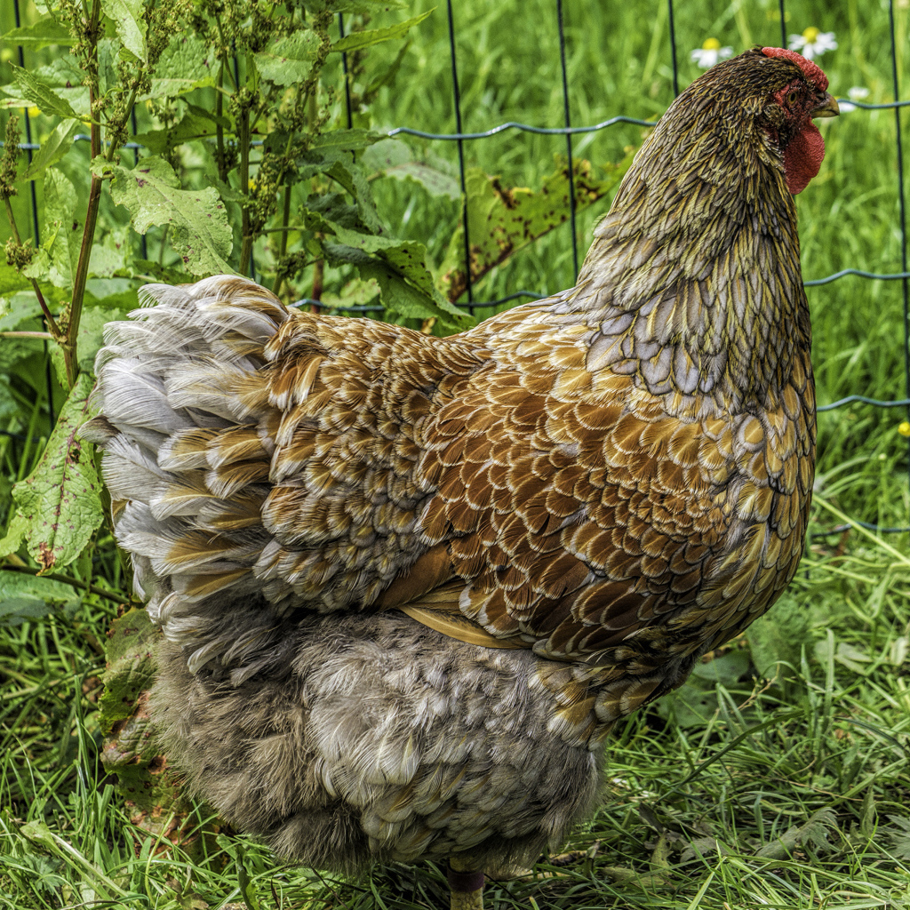 Большая домашняя курица на зеленой траве  