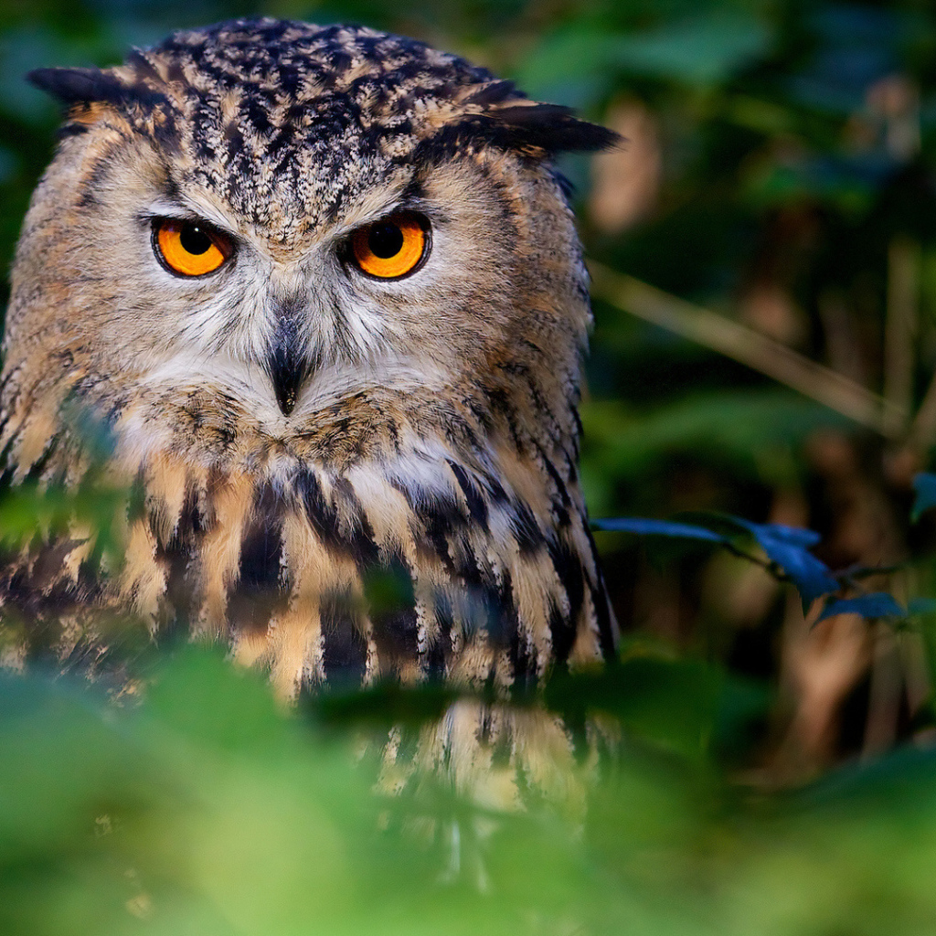 Большая сова с красивыми желтыми глазами