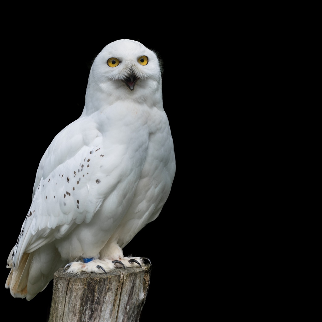 Большая снежная сова на черном фоне