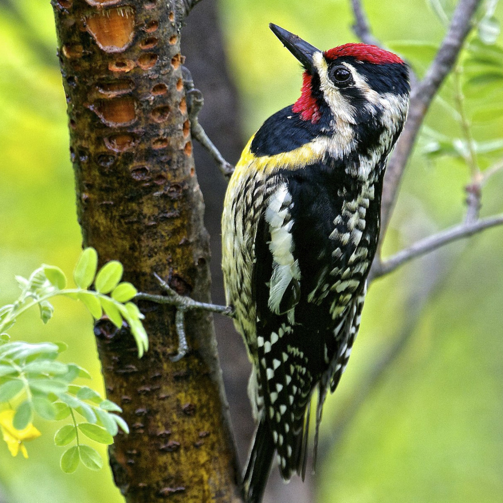 Птица дятел на дереве 