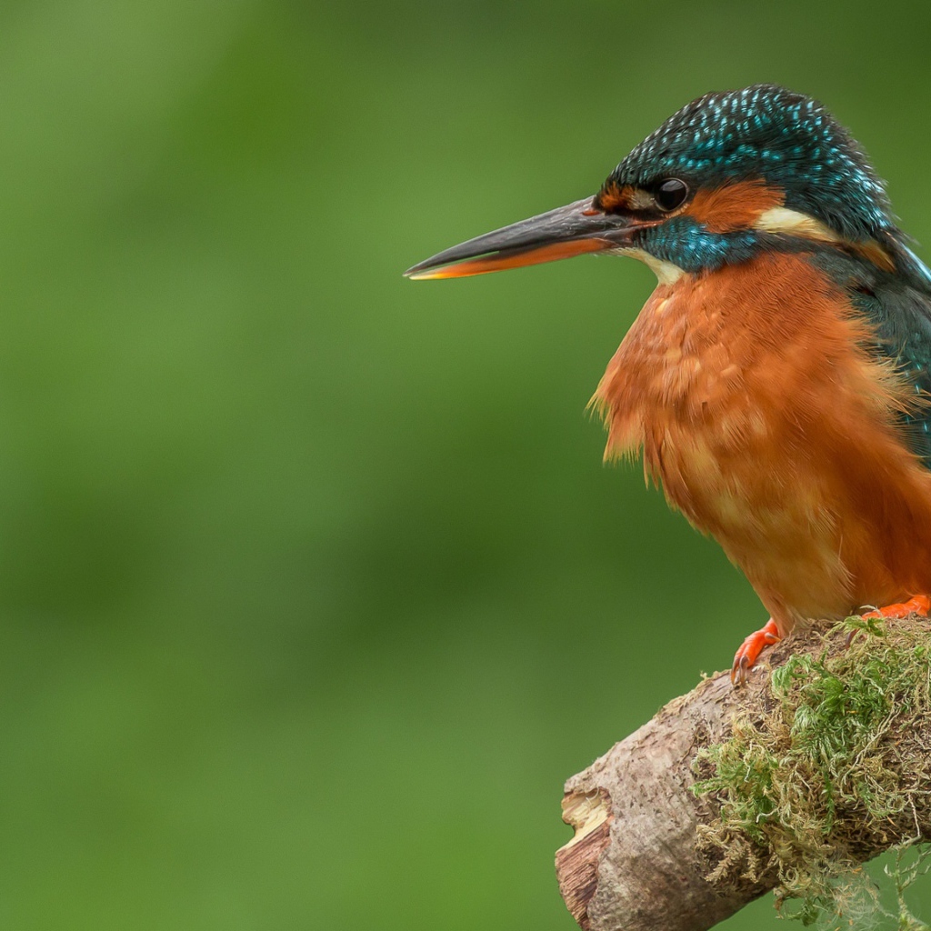 Птица зимородок сидит на ветке дерева
