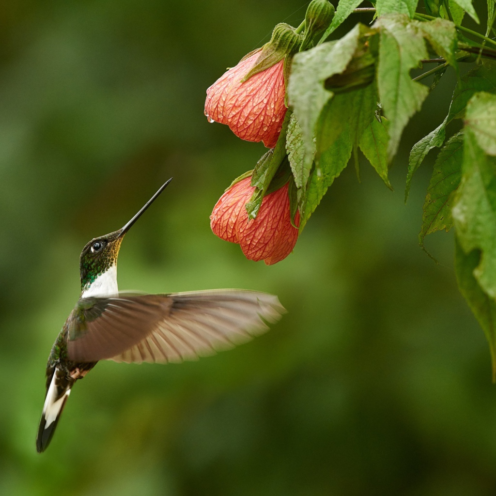 Птица колибри собирает нектар с красного цветка