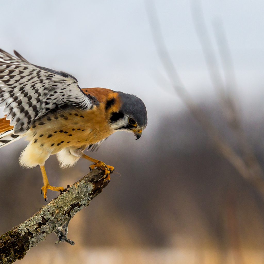 Хищная птица сокол сидит на ветке 