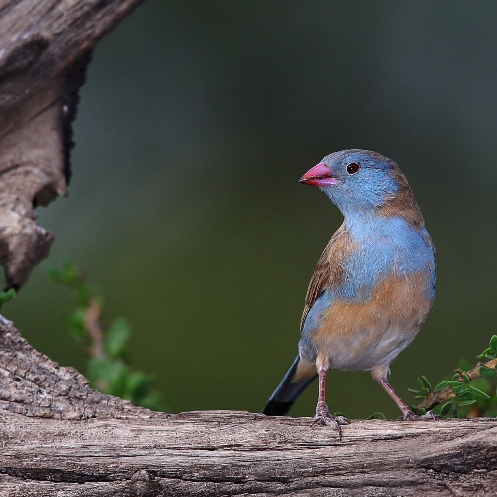 Птица с голубыми перьями на дереве 